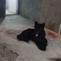 سگ ژرمن بلک وارداتی