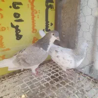 جفت ساده هفترنگ