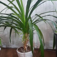 فروش گل ها زیر قیمت بخاطر نبود گلخانه|گل و گیاه طبیعی|شاندیز, |دیوار