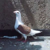 کبوتر ، کفتر پشتی