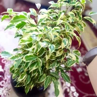 گلهای آپارتمانی بنسای، تراریوم، سانسوریا|گل و گیاه طبیعی|شیراز, هفت تنان|دیوار