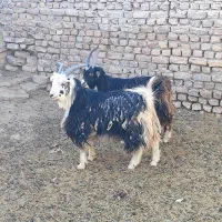 دوراس بزغاله نر|حیوانات مزرعه|تهران, افسریه شمالی|دیوار