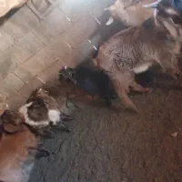 گوسفند
