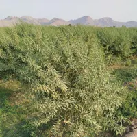 فروش زمین باغ و ویلا ،خوش نقشه ،سند دار، کشت بادام|فروش زمین و ملک کلنگی|فولادشهر, A6|دیوار