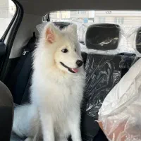 سامویید اصیل نژاد (خط خون بالا)|سگ|بندرعباس, |دیوار