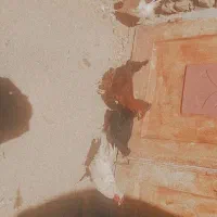 مرغ|حیوانات مزرعه|گناباد, |دیوار