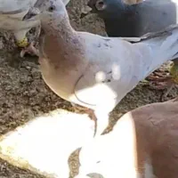 خطی|پرنده|قزوین, |دیوار