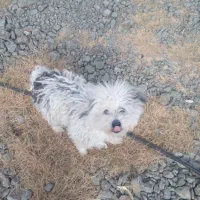 پاکوتاه  نگهبان ماده