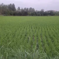 برنج طارم درجه 1