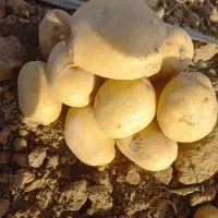 سیب زمینی جاماند از ماشین
