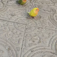 دستی|خزنده|یزد, |دیوار