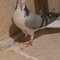 نر واز بومی دمگیر بدرنگ|پرنده|اصفهان, شیخ اشراق|دیوار