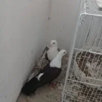 کلاغ خوشگل