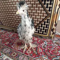 جوجه خروس|حیوانات مزرعه|شیراز, شهرک برق|دیوار