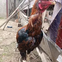 خروس لاری یک چشم کور