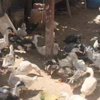 فروش اردک فوری قیمت مناسب تعداد 50عدد باقی مانده