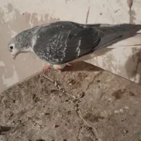 دوتا کبوتر رنگی جفت نر مست|پرنده|پاکدشت, پاکدشت (مامازند)|دیوار