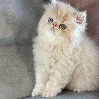 ملوسای بلا|گربه|رشت, منظریه|دیوار