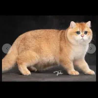 گربه ny12 گلد نر برای جفت گیری / پوزه خرسی