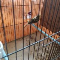 قناری ابلق کاکلی|پرنده|فارسان, |دیوار