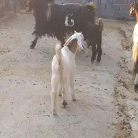 بز لری