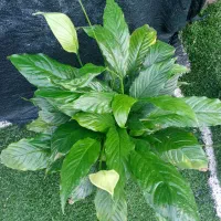 انواع گل گیاه|گل و گیاه طبیعی|خورموج, |دیوار