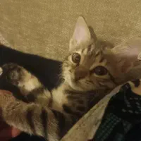 واگذاری رایگان بچه گربه|گربه|کرج, گلشهر|دیوار