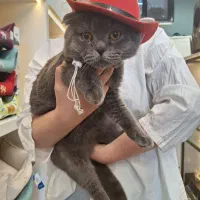 گربه اسکاتیش گلد