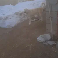 فروشی یک سگ سرابی ماده ۲ سالشه