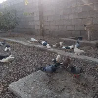 کفتر ارسنجون|پرنده|شیراز, ارم|دیوار