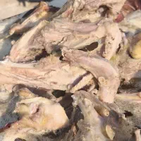 اسکلت مرغ پخته غذای سگ و گربه|لوازم جانبی حیوانات|کرج, شهرک یاس جنوبی|دیوار