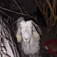 گوسفند|حیوانات مزرعه|ایرانشهر, |دیوار