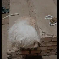 توله پشمالو