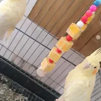 یک جفت عروس هلندی نرماده ودوتا مرغ مینا قیمت مناسب|پرنده|نرماشیر, |دیوار