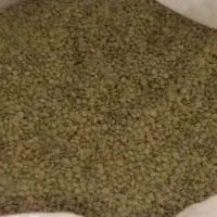 عدس بوجاری شده تمسزو یکدست