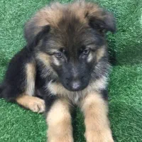 توله ۷۵ روزه