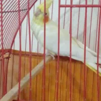 عروس هلندی|پرنده|چالوس, |دیوار