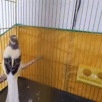 قناری نر ابلغ2ساله