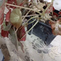 دوعددگل زیبابه همراه گلدان۲۵۰|گل و گیاه طبیعی|لنگرود, |دیوار