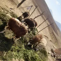 ۶ عدد بره ریز درجه یک