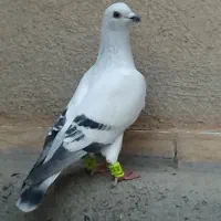 کبوتر نر کفتر