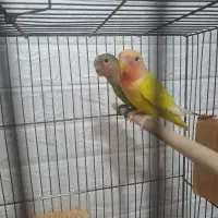 طوطی کوتوله بالغ نزدیک تخم|پرنده|ساری, |دیوار