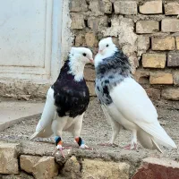 فروش کفترطوقی