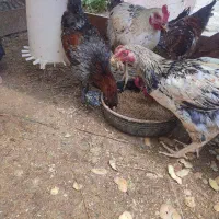 مرغ وخروس ۶ ماهه