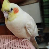 جوجه عروس پاریس 4ماهه دستی وسخنگو