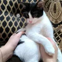 واگذاری  بچه گربه تاکسیدو باهوش|گربه|رشت, منظریه|دیوار