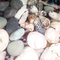 صدف و سنگ کلکسیونی|ماهی|قوچان, |دیوار