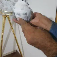 کبوتر|پرنده|قرچک, مهدیه|دیوار