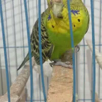 مرغ عشق سرحال|پرنده|سردشت, |دیوار