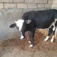 گوساله نر|حیوانات مزرعه|امیدیه, |دیوار